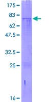Human CHID1 Protein (Recombinant GST)