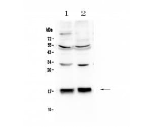 COXIV / COX4 Antibody