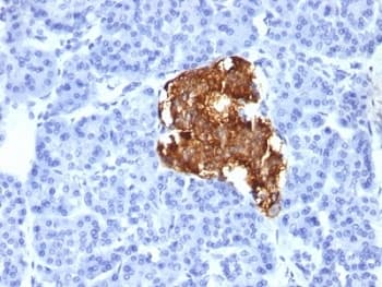 Insulin Antibody (clone IRDN/805)
