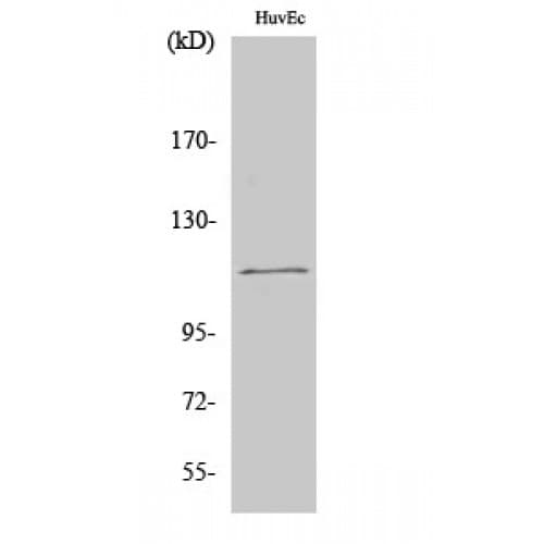 SENP7 Antibody (960-1040 aa, C-terminal)