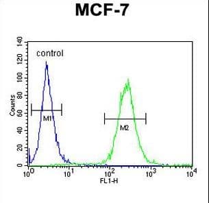 Polyclonal Rabbit anti-Human HUPF2 / UPF2 Antibody (aa630-656, WB)