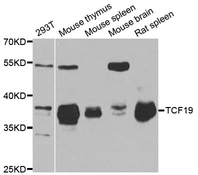 TCF19 / TCF-19 Antibody