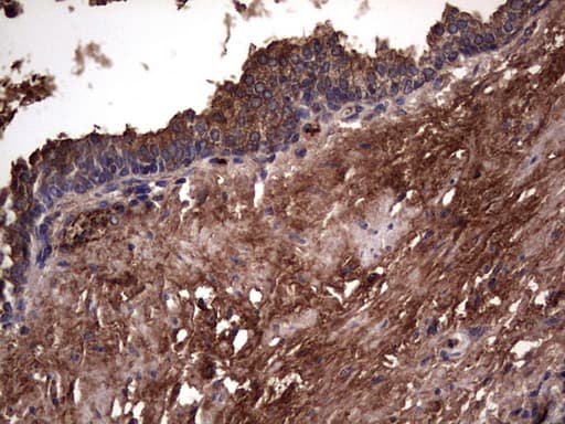 RSPO3 Antibody (aa22-272, clone 3D5, Carrier-free)