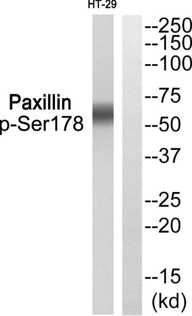 Polyclonal Rabbit anti-Human PXN / Paxillin Antibody (phospho-Ser178, WB)