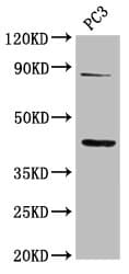 TNFRSF19 / TROY Antibody