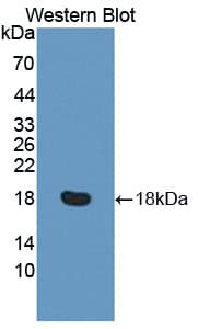 RGCC Antibody (aa1-137, FITC)