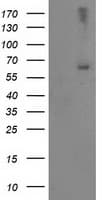 LIMK1 / LIMK Antibody (clone OTI3A3)