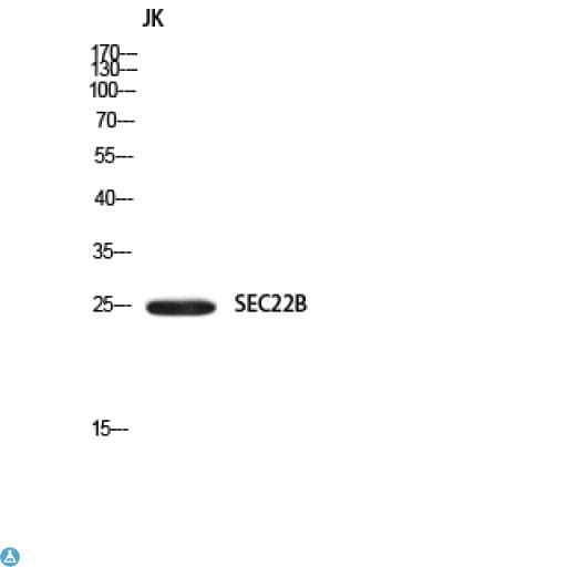 SEC22B Antibody