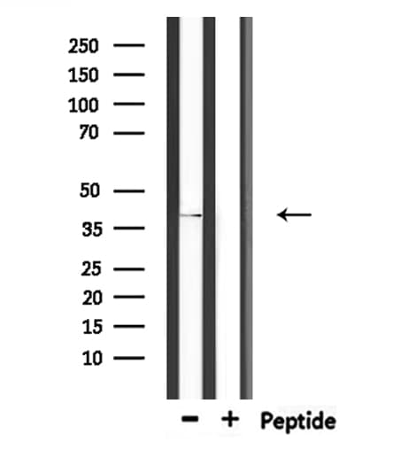 CHST11 Antibody