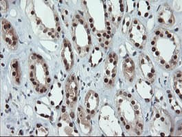UBE2E3 Antibody (clone OTI7E8)