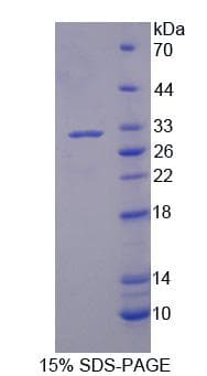 Rat PLA2G3 Protein (Recombinant)