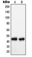 NECAB3 Antibody (C-Terminus)