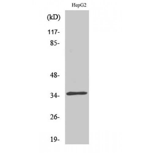 CDKL4 Antibody (240-320 aa, C-terminal)