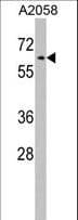 Polyclonal Rabbit anti-Human RIC8A Antibody (aa244-272, WB)
