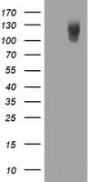 PDE2A Antibody (clone OTI2A5)