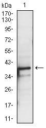 PBK / TOPK Antibody (clone 2C8)