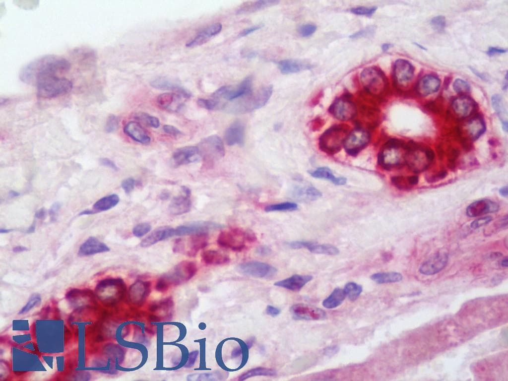 IHC-plus™ APOL1 / Apolipoprotein L Antibody (aa261-310)