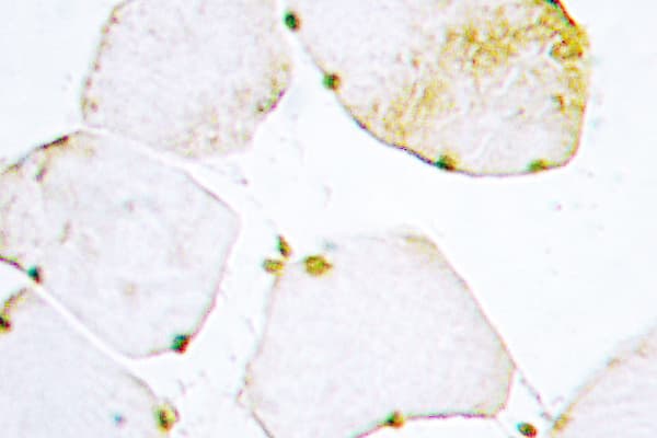 UNG / Uracil DNA Glycosylase Antibody (His221)