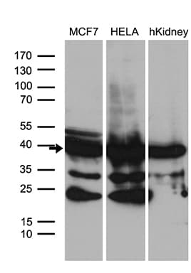 WDR92 Antibody (clone OTI2F2, Carrier-free)