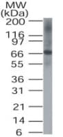 IHC-plus™ DUSP8 Antibody (aa250-300)
