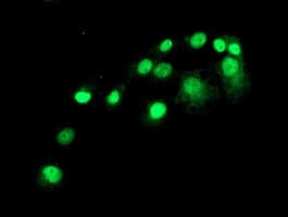 Monoclonal Mouse anti-Human SAMHD1 Antibody (clone OTI2A5, IHC, IF, WB)
