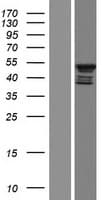 RGMA Protein (Over-Expression Lysate Myc-DDK (Flag))