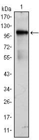 ETK / BMX Antibody (clone 1C6)