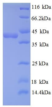 Human TXNDC17 Protein (Recombinant GST)