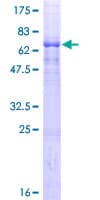 Human PRSS54 / KLKBL4 Protein (Recombinant GST)