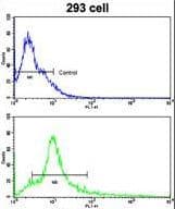 ACVR1B / ALK4 Antibody (aa39-68)