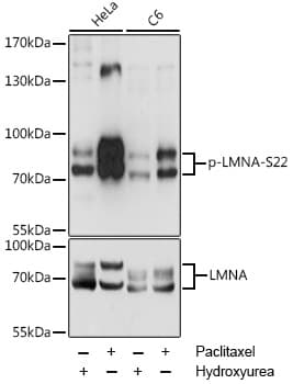 LMNA / Lamin A+C Antibody (phospho-Ser22)