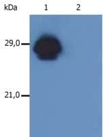 HLA-DP/DR Antibody (clone MEM-136)