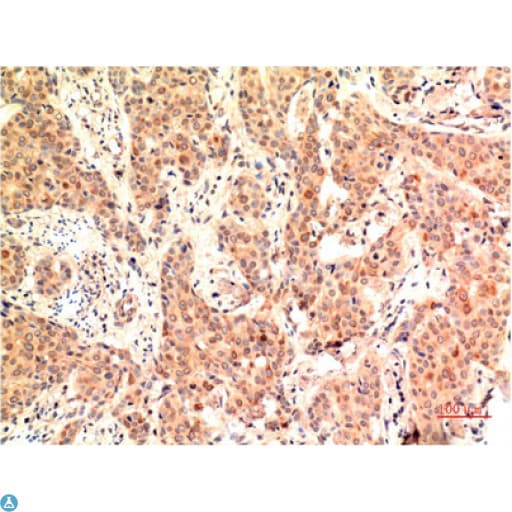 MAPK3 / ERK1 Antibody