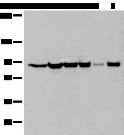 XAB2 Antibody
