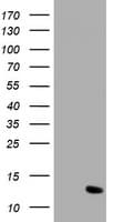 XTP4 / C17orf37 Antibody (clone OTI1E4, Carrier-free)