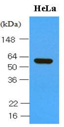PathPlus™ HSPD1 / HSP60 Antibody (aa1-573, clone 2E4)