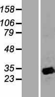 APOA1BP Protein (Over-Expression Lysate Myc-DDK (Flag))