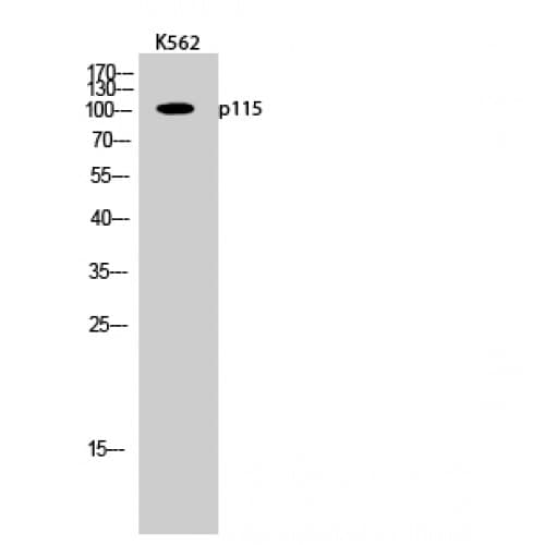 US01 / p115 Antibody (890-970 aa, C-terminal)