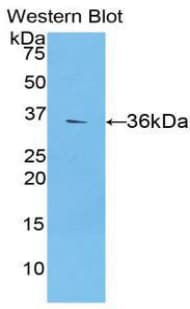 CCL2 / MCP1 Antibody (aa24-99)