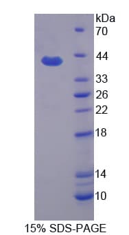 Dog APOH / Apolipoprotein H (Recombinant His)