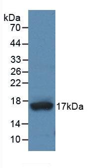 ADAMTS4 Antibody (aa437-575)
