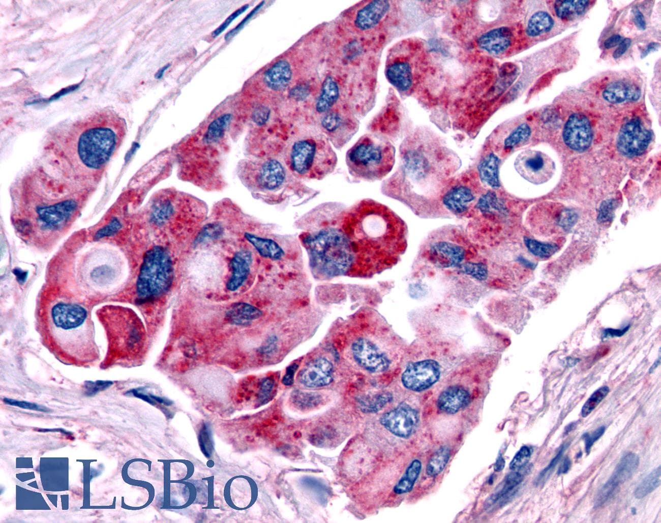 PathPlus™ TRH Receptor / TRHR Antibody (C-Terminus)