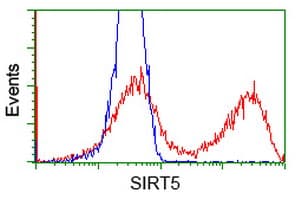 SIRT5 / Sirtuin 5 Antibody (clone OTI 1G9)