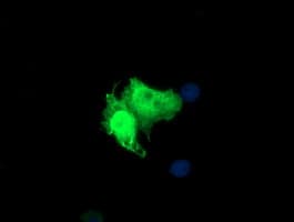 PARVA Antibody (clone OTI1H2, Carrier-free)