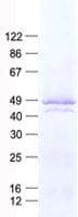 Human NAPSA / NAPA / Napsin A Protein (Recombinant His, N-Terminal)