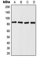 IMMT / Mitofilin Antibody (Internal)