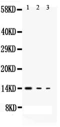 IL3 Antibody (aa122-140)