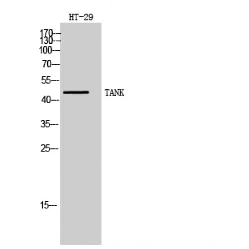 TANK Antibody (140-220 aa, Internal)
