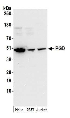 PGD Antibody (aa200-250)