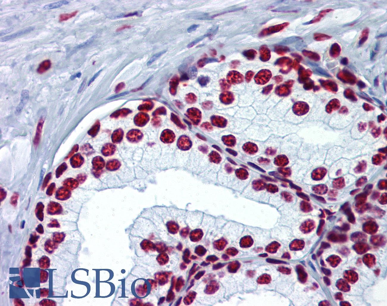 IHC-plus™ Histone H4 Antibody (Acetyl-Lys5)